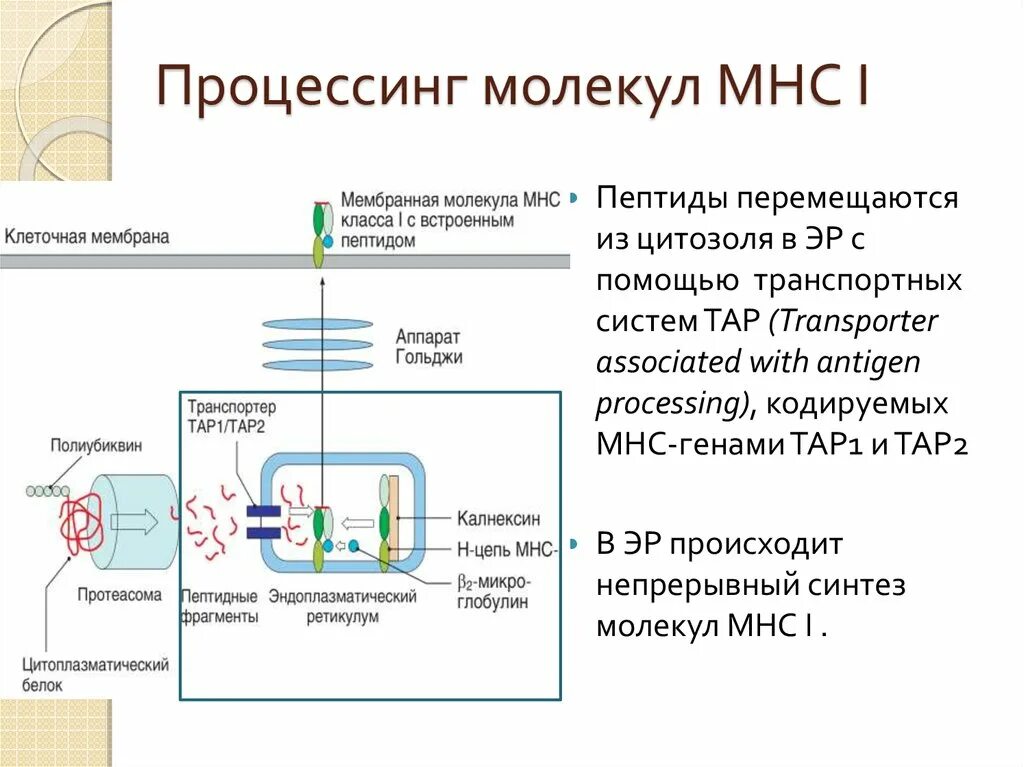 Процессинг молекул МНС. Процессинг АГ для MHC 1. Процессинг антигена для МНС 1. Процессинг MHC 2. Процессинг синтез