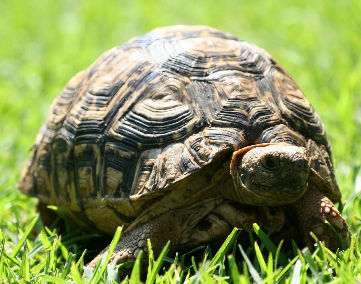 Черепаха Тартаруга. Черепашонок сухопутной черепахи. Среднеазиатская черепаха. Европейские Сухопутные черепахи.