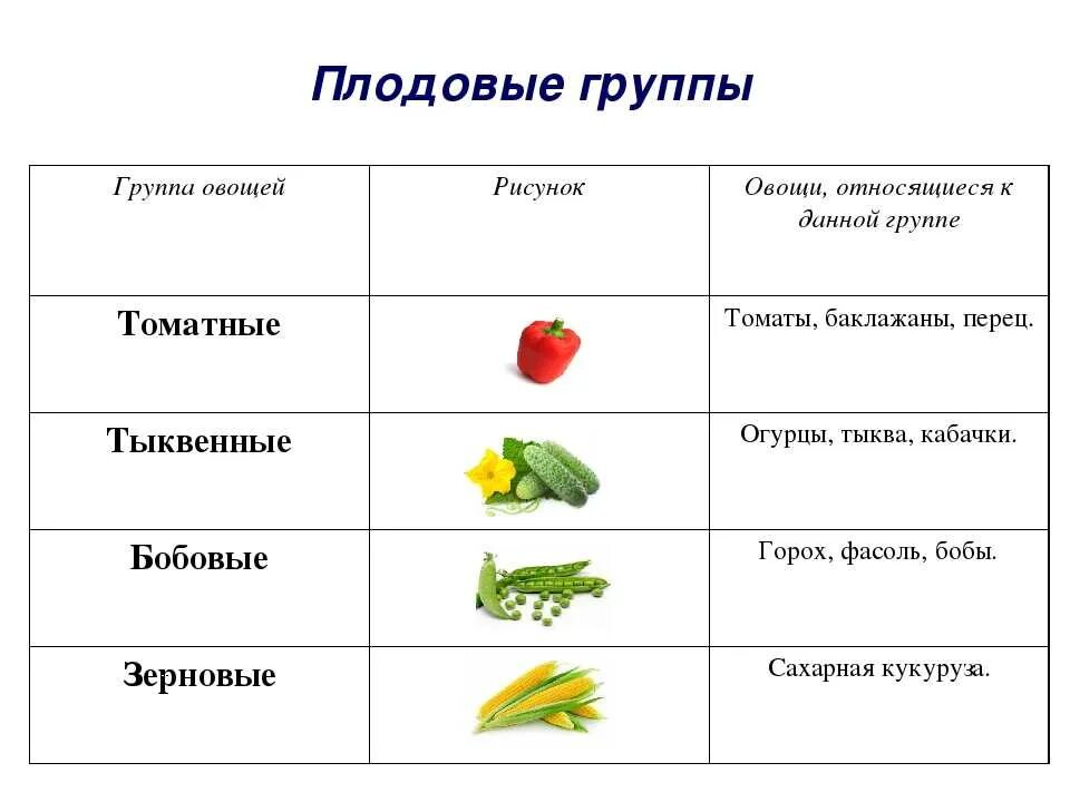 Плодовые овощи классификация. Схема классификации свежих овощей. Классификация овощей вегетативная и плодовая. Плодовые овощи таблица. К 1 группе относится