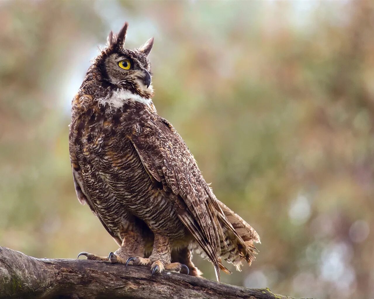 Калифорнийский кондор птица. Виргинский филин фото. Павлиний фазан аргус. Каштановогрудый венценосный голубь. Степной лунь фото.