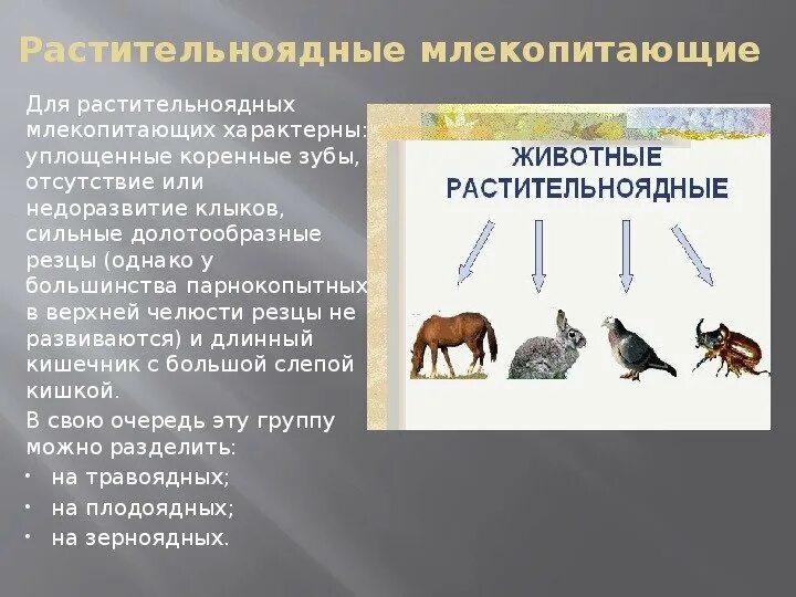 Почему численность промысловых растительноядных рыб. Экологические группы млекопитающих 7 класс биология. Экологические группы млекопитающих схема. Растительноядные животные. Растительноядные млекопитающие.