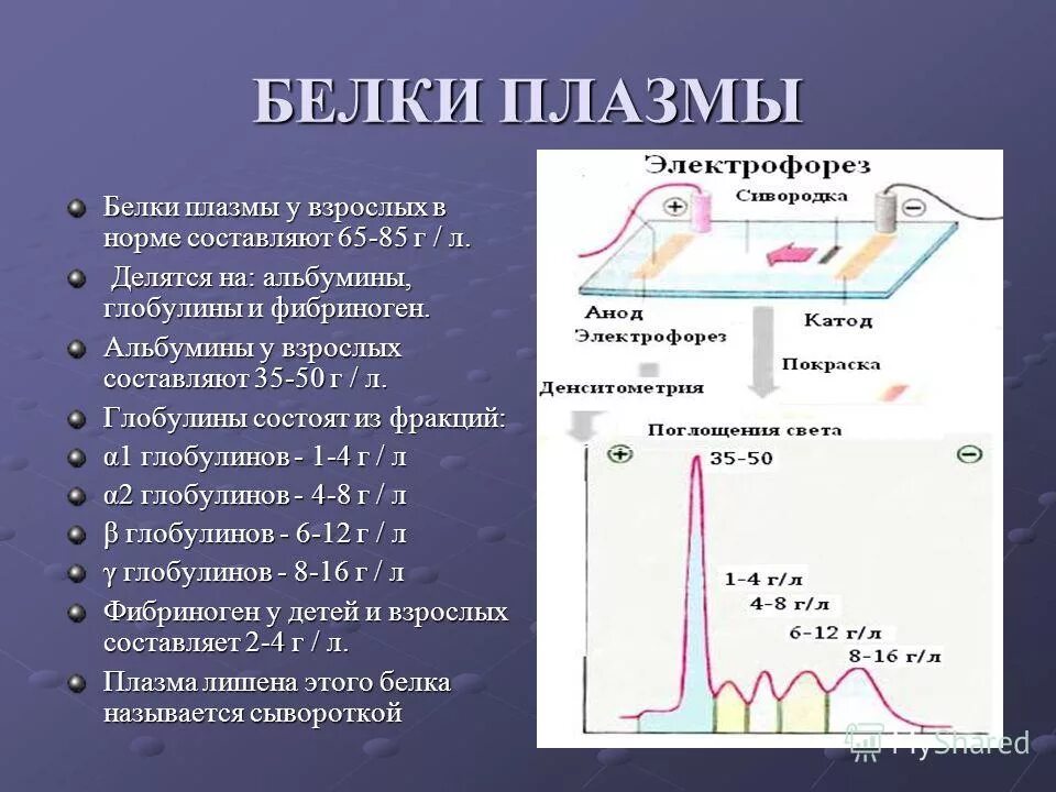 Белок плазмы норма. Белок плазмы. Белки плазмы крови и их функции. Белки плазмы таблица.