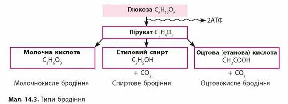 Схема спиртового брожения Глюкозы. Молочнокислое брожение схема. Схема реакций процесса спиртового брожения Глюкозы. Схема основных типов брожения Глюкозы.