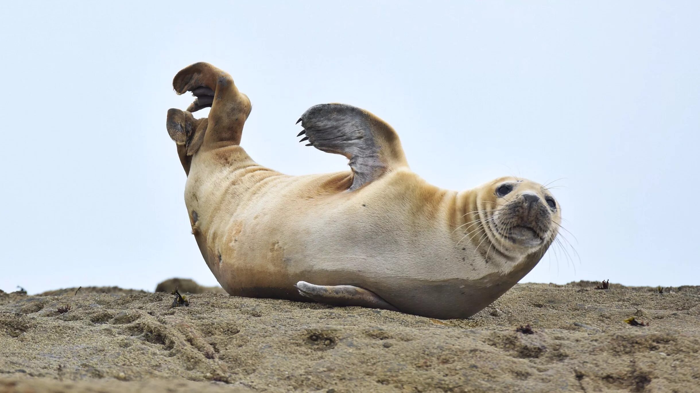 Seal нерпа хвост. кольчатая нерпа. нерпа хвост. фото тюленя смешные. тюлений хвост.