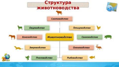 Растениеводство и животноводство география основных отраслей