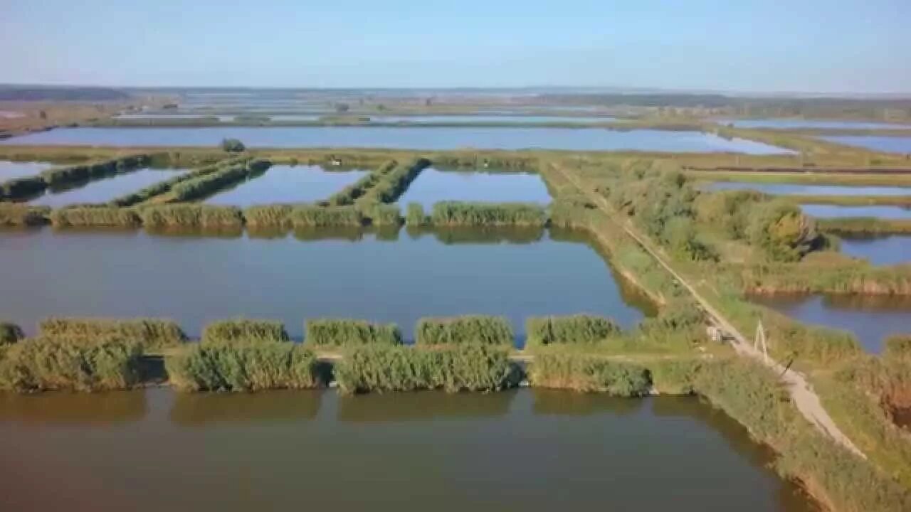 Рыбхоз алексеевский, село варваровка. Рыбхоз борисовский белгородская область. Рыбхоз варваровка алексеевский. Щекинское водохранилище. Рыбное хозяйство.