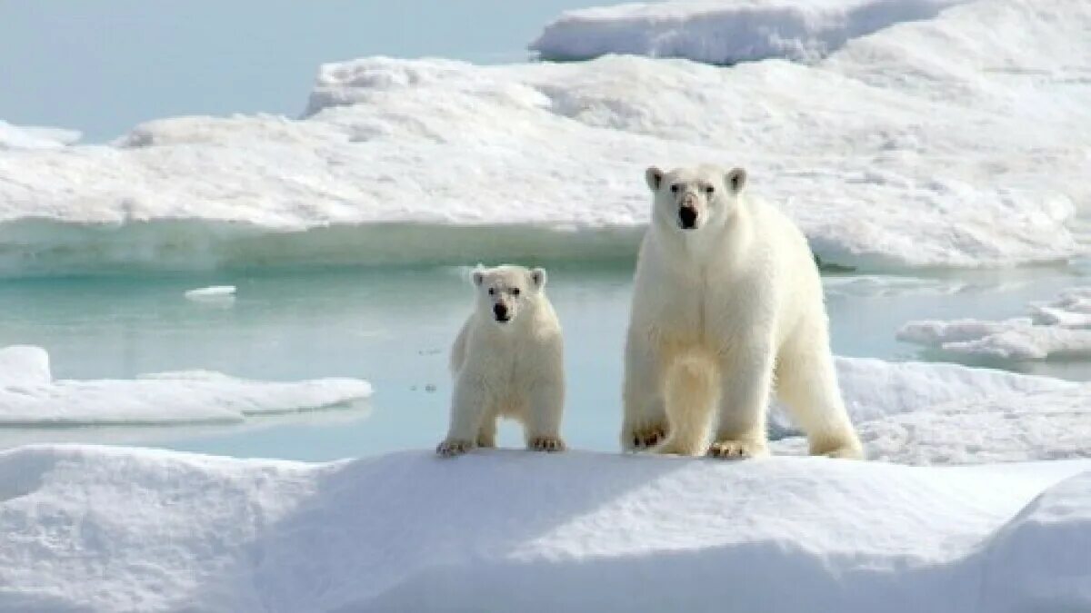Северный Ледовитый океан белый медведь. Белые медведи в Антарктиде. Антарктида медведи. Животные Антарктиды белый медведь. Максимальная скорость белого медведя