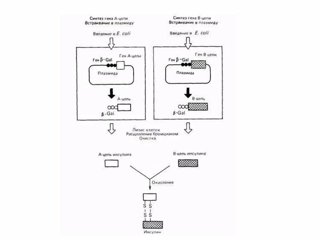 Схема получения рекомбинантного инсулина. Технологическая схема получения инсулина. Производство инсулина технология. Технологическая схема получения рекомбинантного интерферона. Этапов биотехнологии получения инсулина
