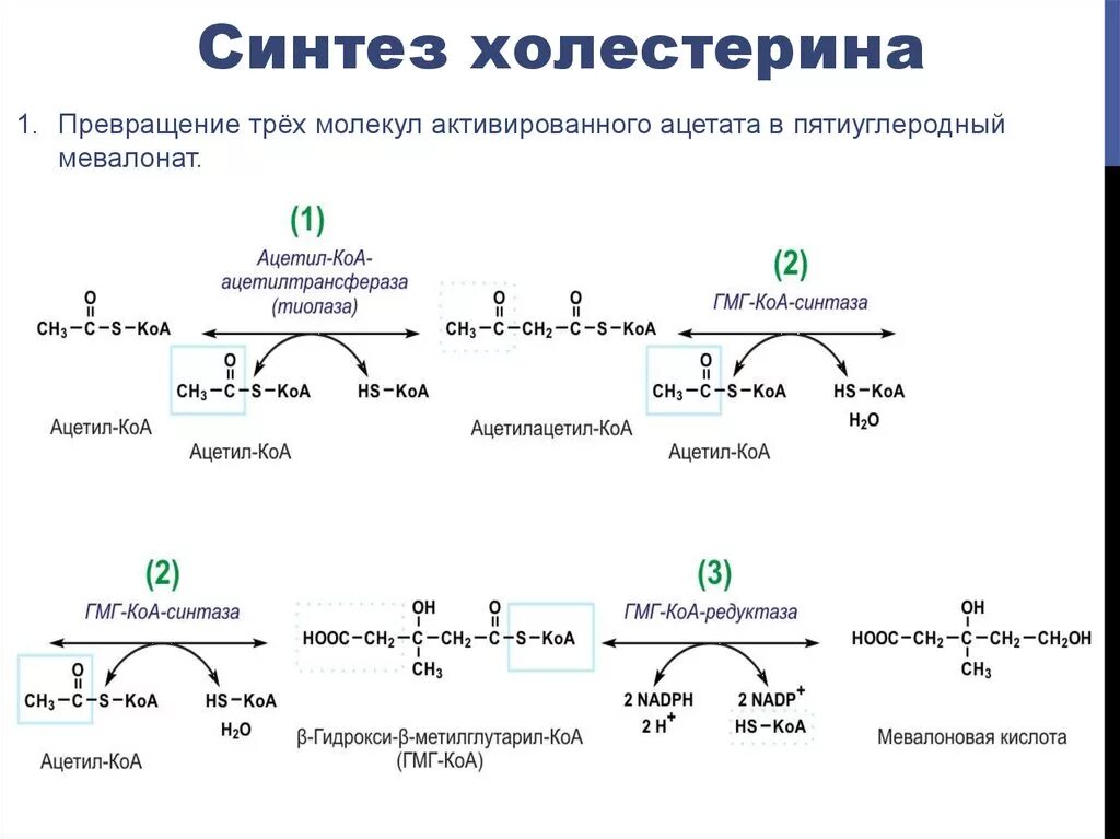 Ферменты холестерина. Синтез холестерина схема. Этапы синтеза холестерина биохимия. Синтез и распад холестерина. Схема синтеза холестерина в организме человека.