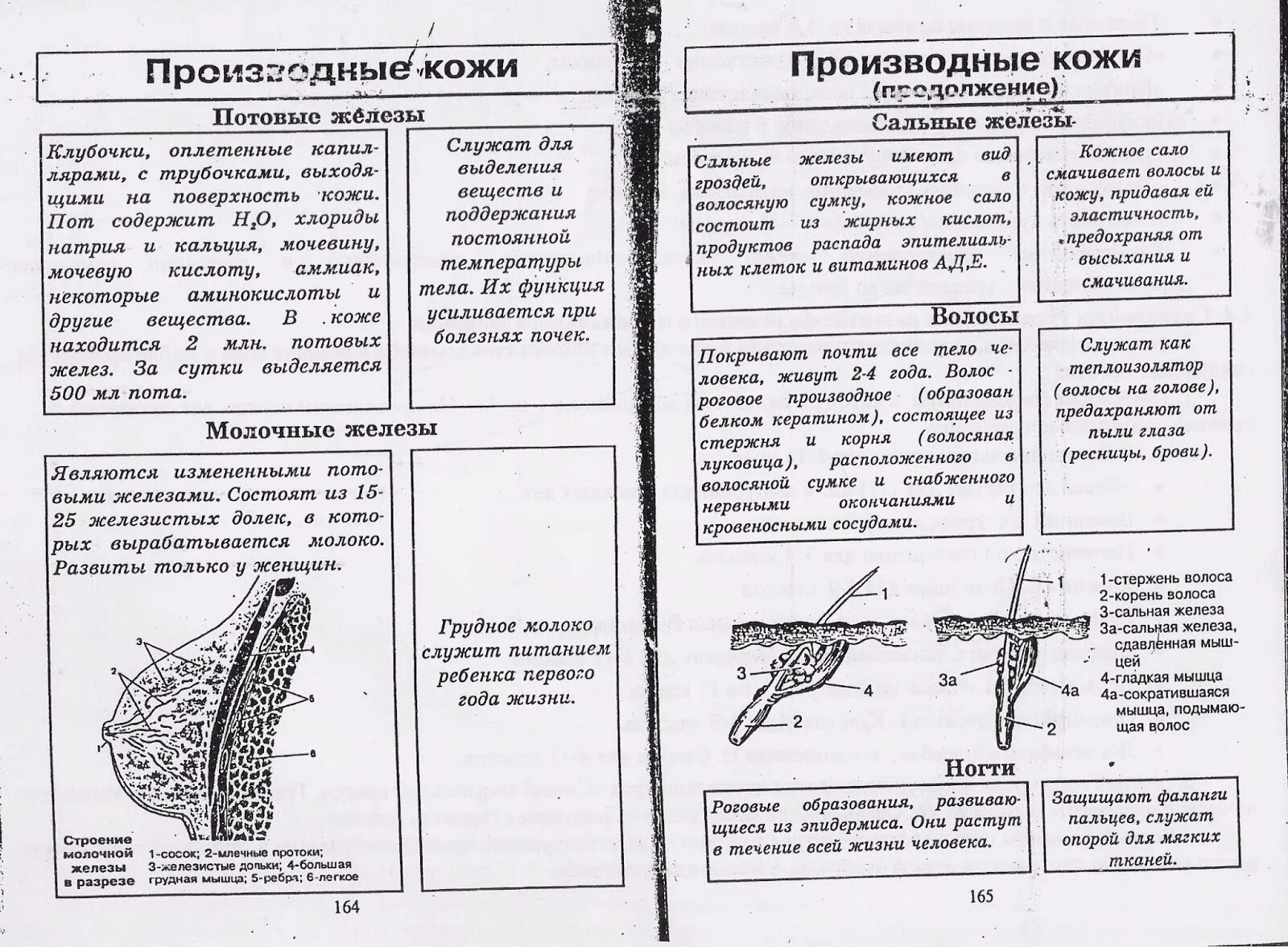 Строение кожи 8 класс биология тест. Производные кожи строение и функции. Железы кожи таблица строение и функции. Производные кожи особенности строения функции таблица. Производные кожи состав и функции таблица молочные железы.