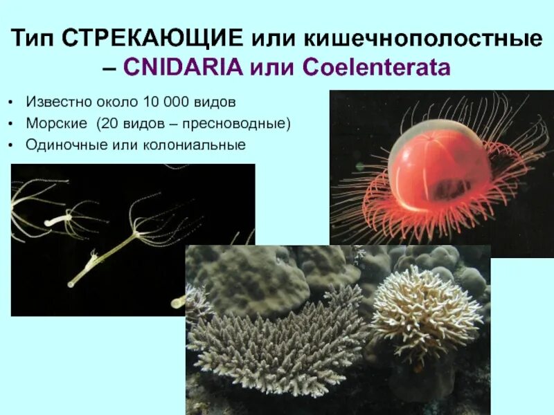 Признаками кишечнополостных животных являются. Стрекающие кишечнополостные. стрекающие или кишечнополостные. книдарии тип кишечнополостных. представители колониальных кишечнополостных.