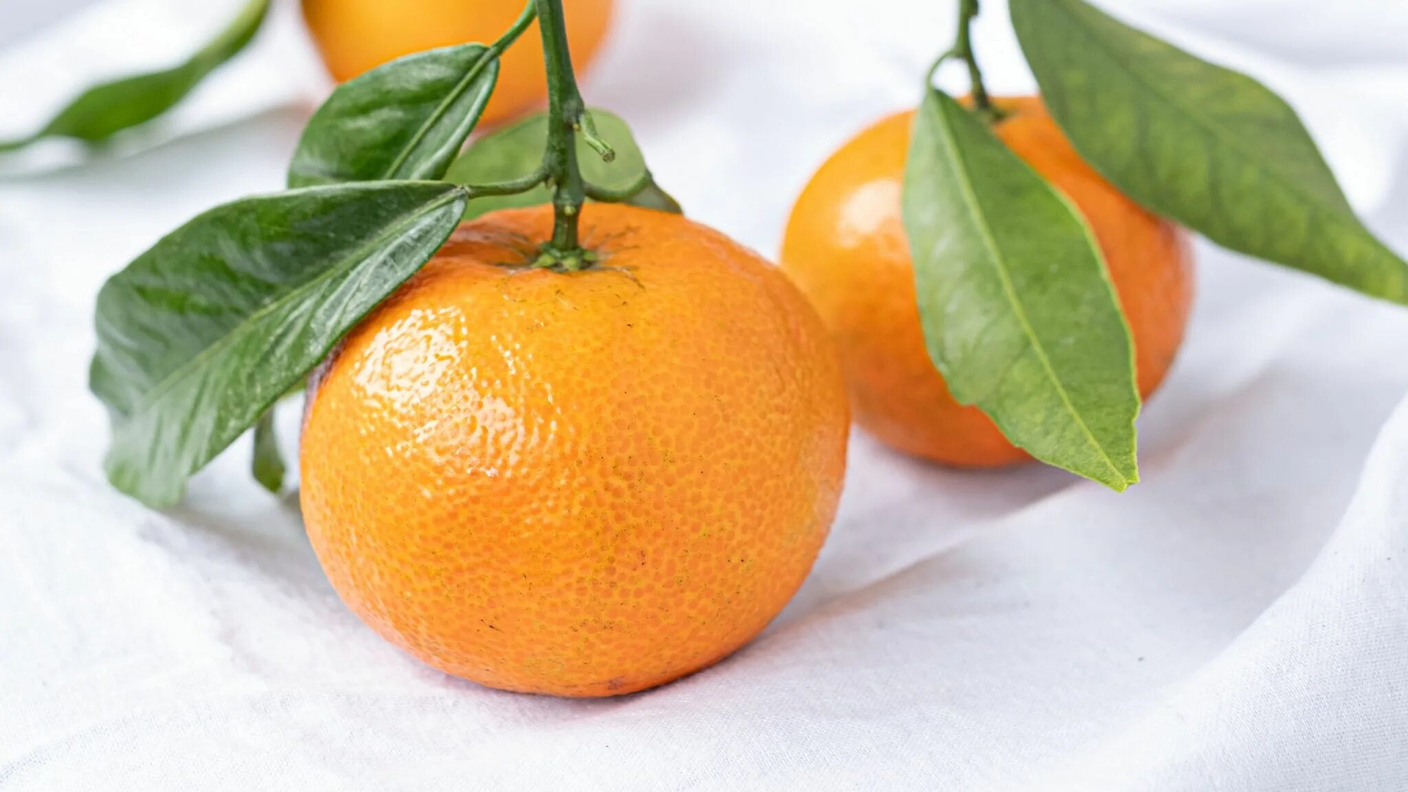 Мандарин Танжерин зеленый. Танжерин и кумкват. Цитрус мандарин Mandarine. Апельсины с листом.