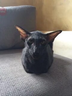 Кот похожий на летучую мышь