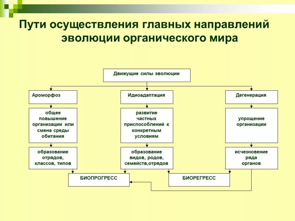 Формы направления эволюции. Направления эволюции схема 11. Пути эволюции биология 9 класс. Направления и пути эволюции ароморфоз.