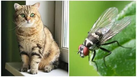 Кошки опасные для жизни сельский
