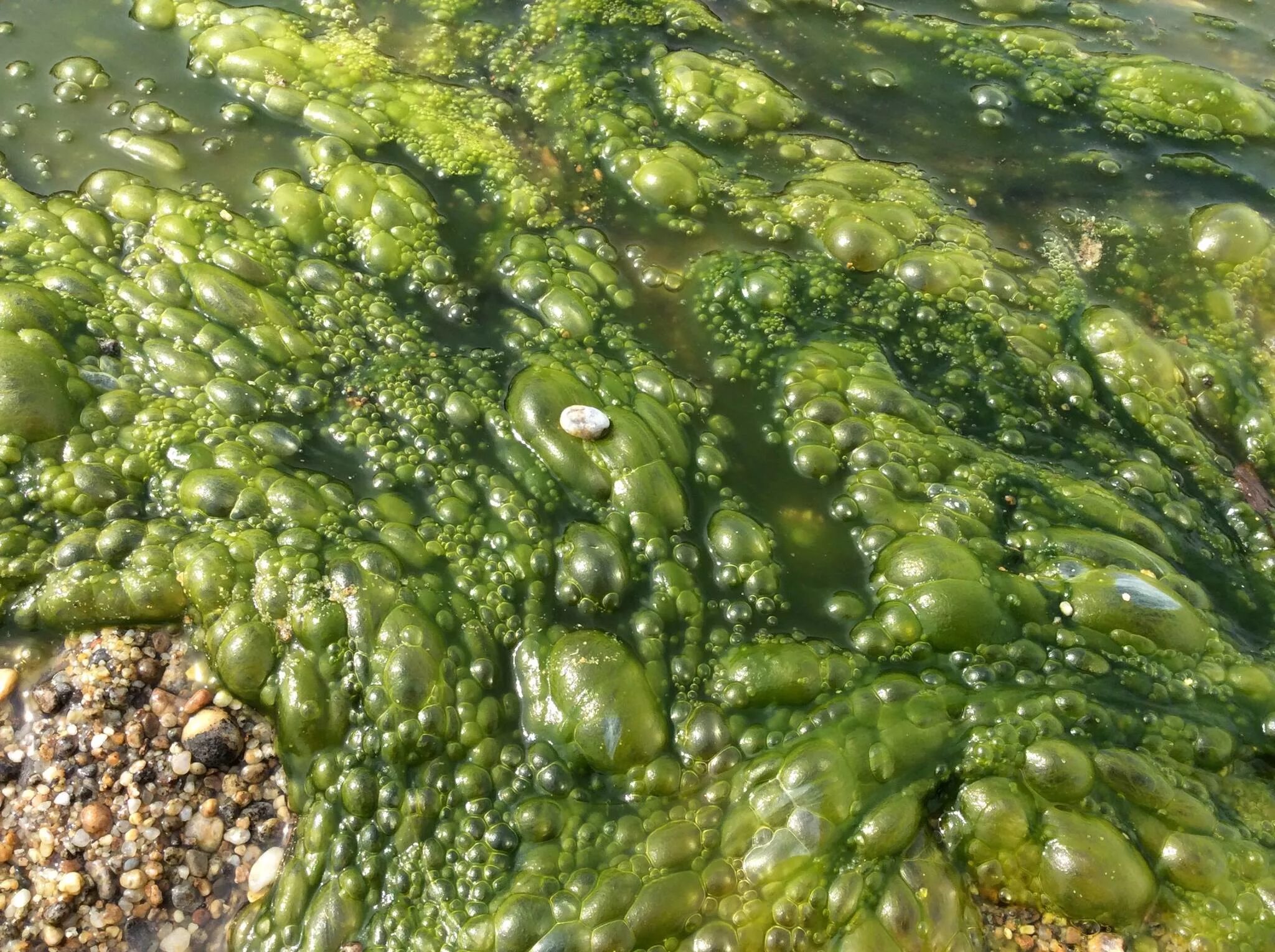 Спирогира красная. Байкал водоросли спирогиры. Болотная водоросль спирогира. Спирогира на Байкале. Зеленые водоросли спирогира.