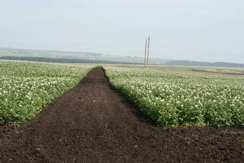 Картофельных полей управление