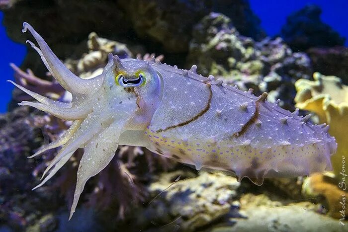 Каракатица Средиземноморская. Каракатица Средиземного моря. Каракатица Тайланд. Голиаф каракатица. Каракатицу едят