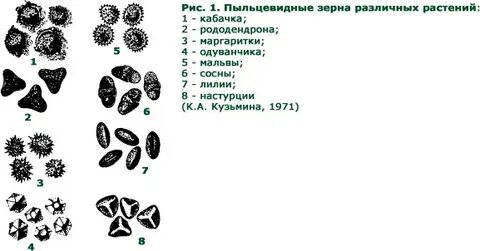 Виды пыльцы растений
