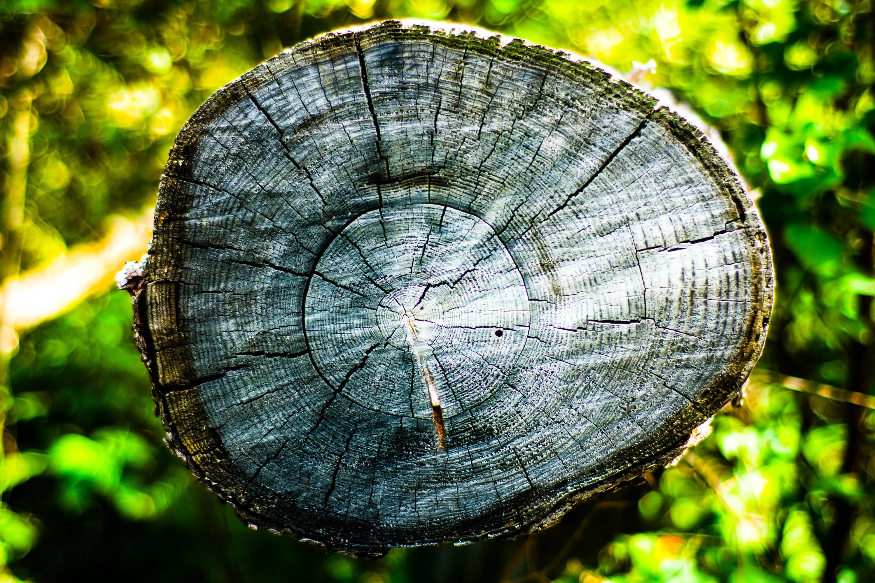 Природные формы дерева. Годичные кольца Мамонтова дерева. Спил тикового дерева. Сибирская лиственница годичные кольца. Срез ствола дерева.