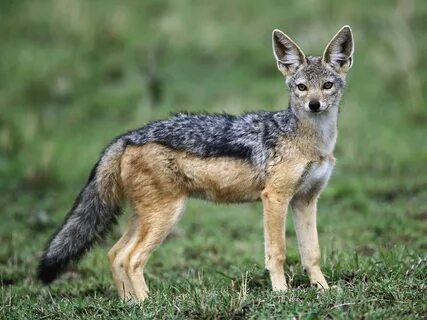 Взрослый Чернобокий Шакал / Masai Mara / Кения / Африка - обои для рабочего стол