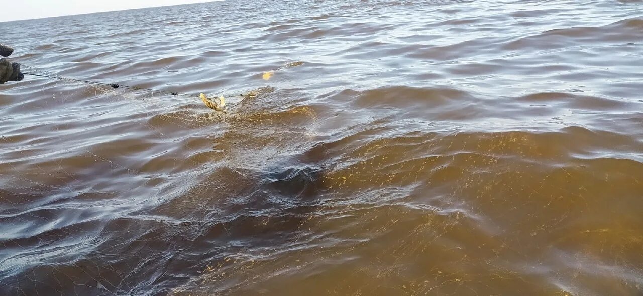 Белое озеро Вологодская. Рыбы в море. Рыбы белого озера Вологодская. Рыбалка на белом озере Вологодская область. Рыбалка на озерах вологодской области