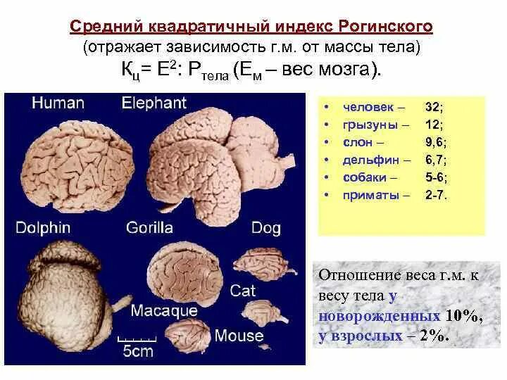 Мозг весит. Вес мозга. Вес мозга взрослого человека. Вес головного мозга человека. Средний вес мозга взрослого человека.