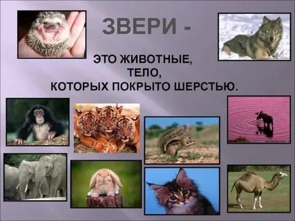 Распознай животные