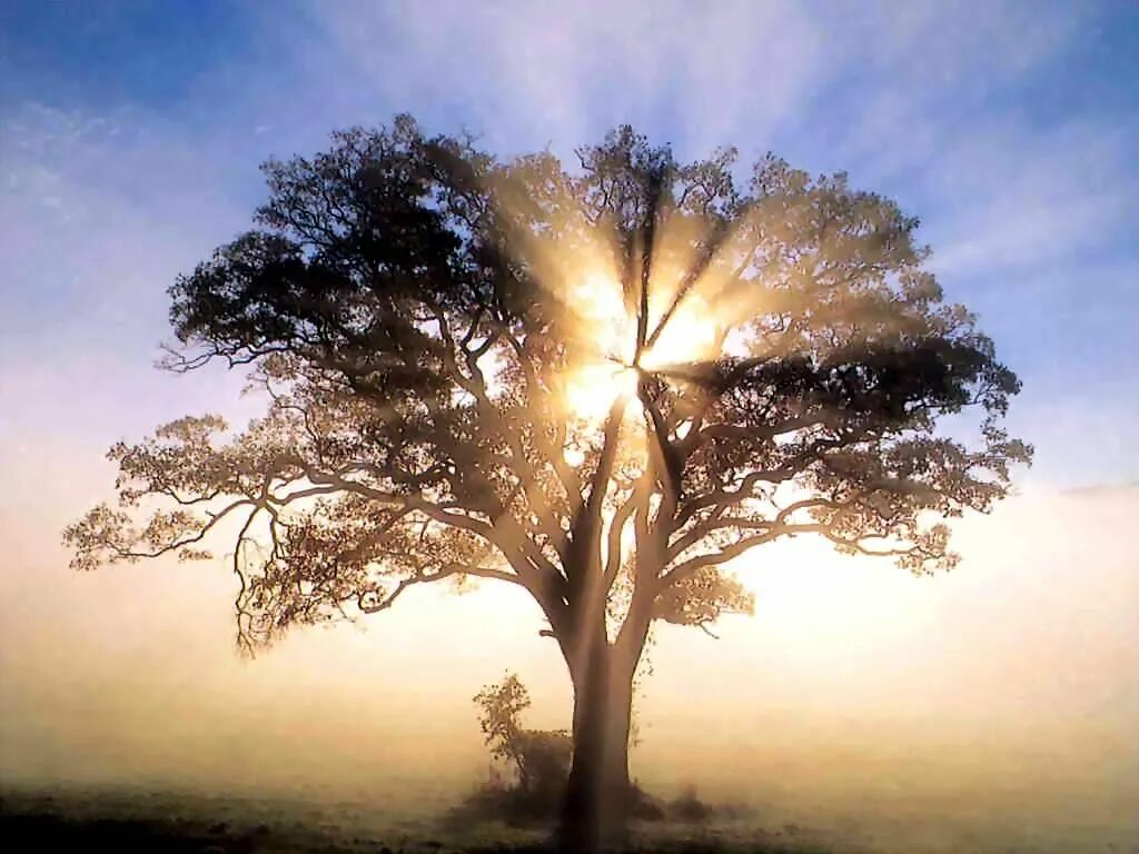 Дерево жизни. Цветок жизни. Красивое дерево жизни. Мудрое дерево.
