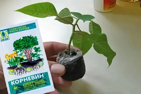 Корневин чем заменить для укоренения черенков