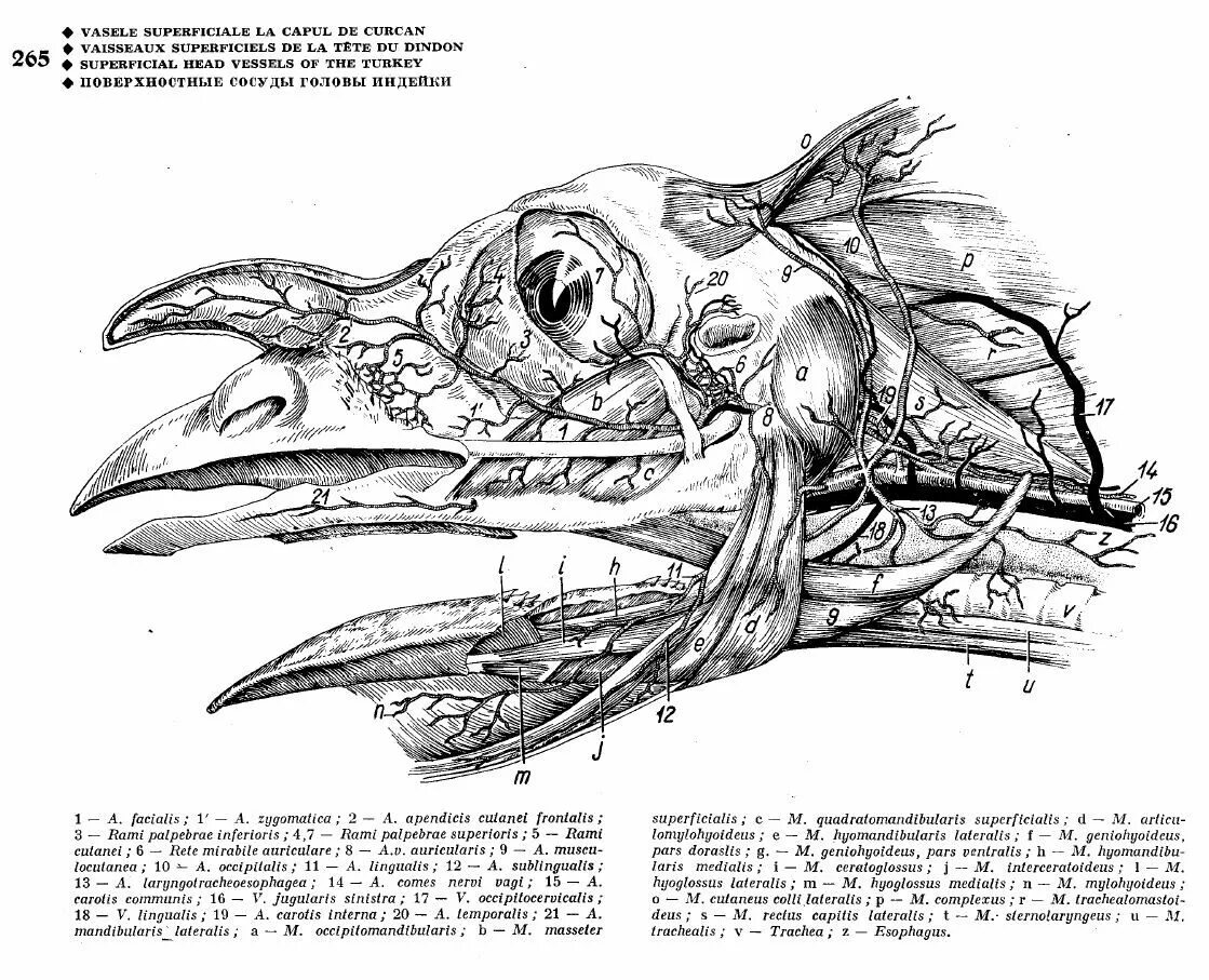 Череп птицы строение. Строение черепа птицы анатомия. анатомия головы птицы. череп птицы с подписями.
