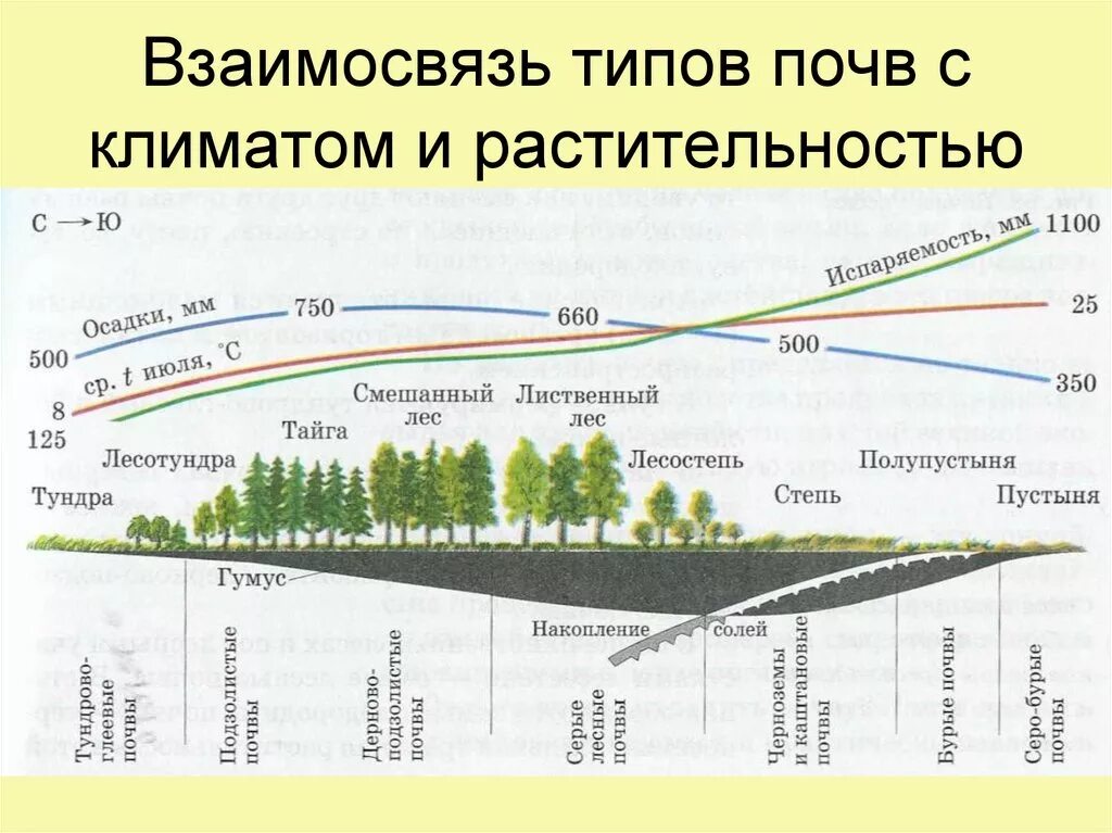 Какая местность отношения. Взаимосвязь почв растительности и климата. Распространение типов почв. Взаимосвязь типов почв с климатом и растительностью рисунок. Взаимосвязь типов почв с климатом.