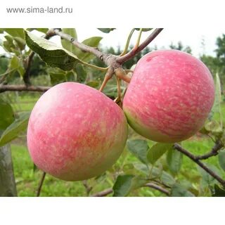 Яблоня конфетная описание сорта отзывы
