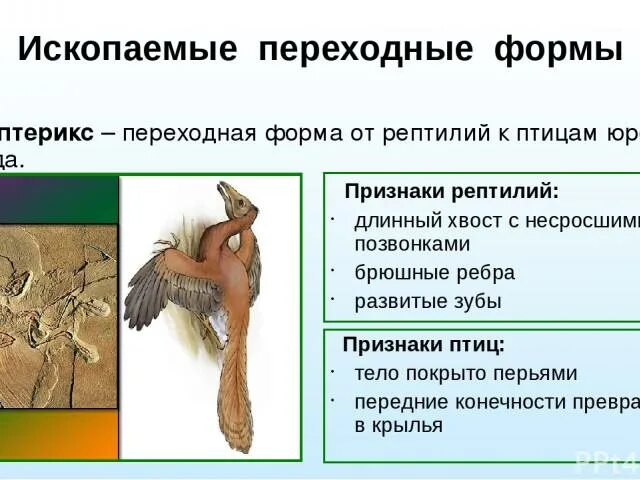 Сходные признаки птиц и пресмыкающихся. Археоптерикс переходная форма между пресмыкающимися и птицами. Археоптерикс ископаемая переходная форма. Археоптерикс промежуточная форма. Переходная форма между рептилиями и птицами.