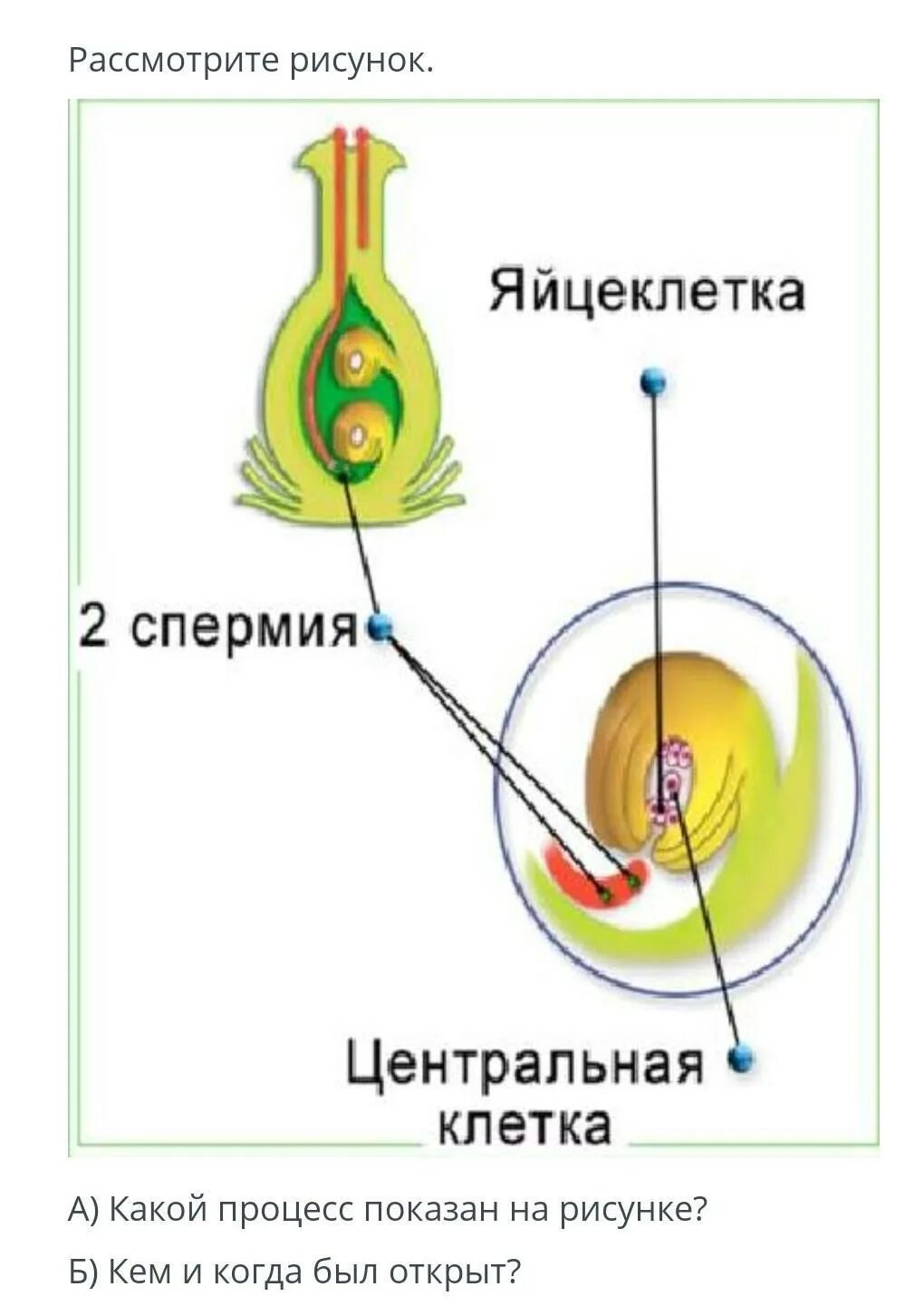Оплодотворенная спермием центральная клетка. 1спермий и Центральная клетка. Спермии яйцеклетка Центральная клетка и. Спермии у растений. Два спермия Центральная клетка.