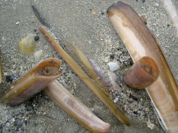 Навахас моллюски. Морской черенок (solen marginatus).. Морской черенок Азовское море. Черенок Крузенштерна моллюск.