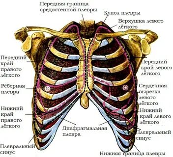 Верхняя граница грудной клетки