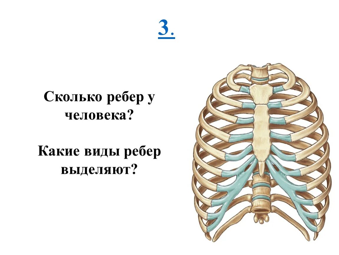 Сколько ребер на 1 стороне. Грудная клетка анатомия 10 ребро. 10. Грудная клетка (ребра, Грудина).. Скольсколько Робер у человека.