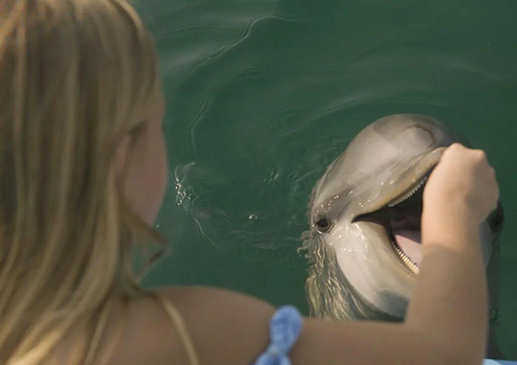 Нападение дельфинов. Нападение дельфинов на людей.