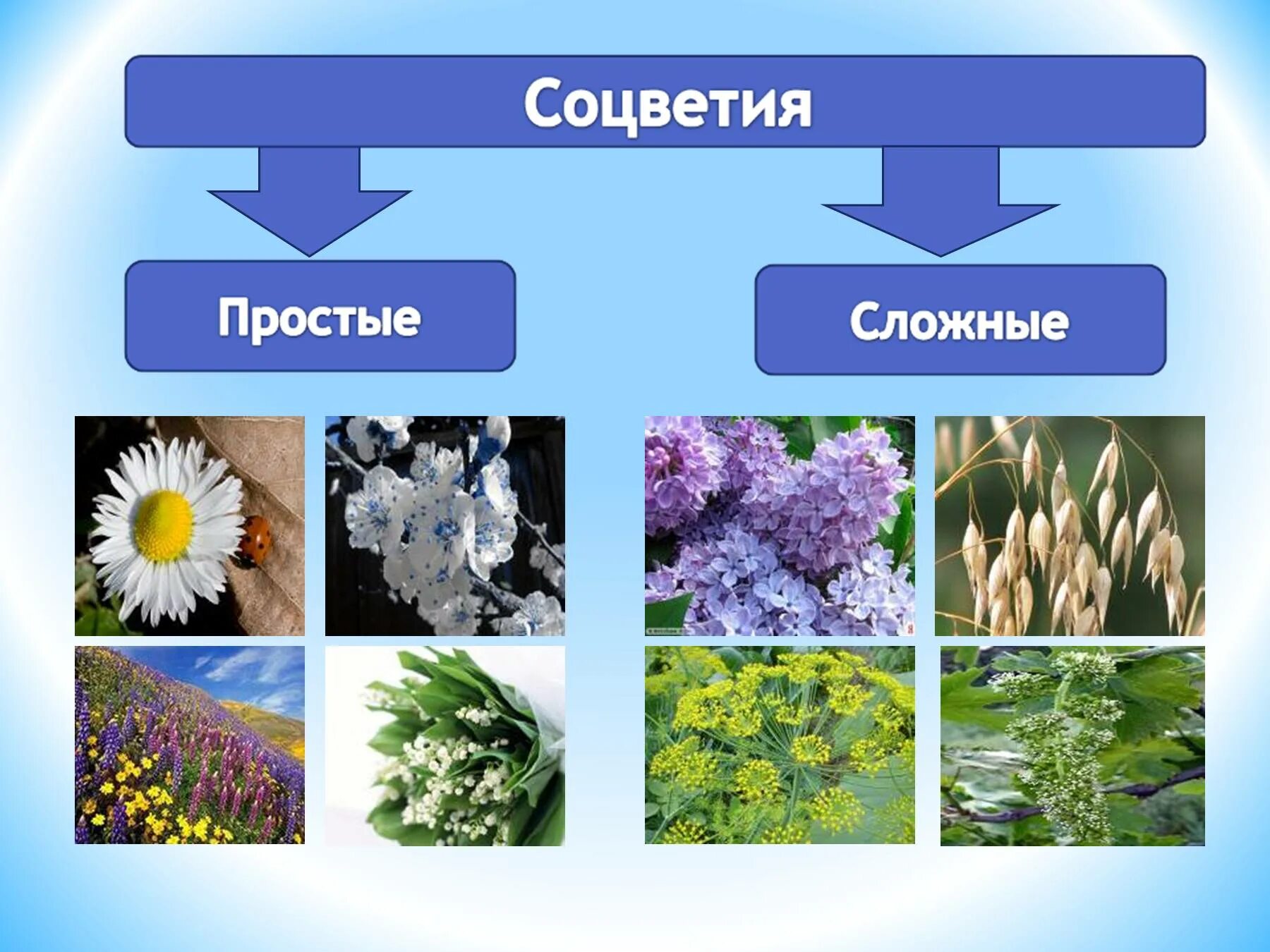 Простые цветки биология. Соцветия. Простые соцветия. Типы соцветий. Простой и сложный цветок.