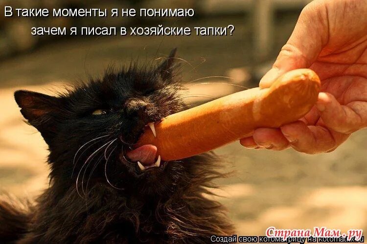 колбаса для кошек. кот стащил сосиски. кот украл сосиски. кот с сосисками. кот крадет сосиски.