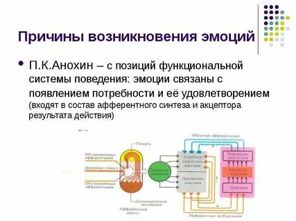 Функциональные системы ребенка