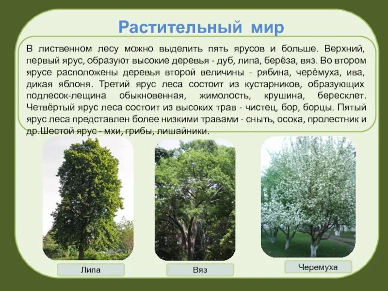 Растения смешанных и лиственных лесов. Растительный мир широколиственных лесов. зона широколиственных лесов россии растительность. растительный мир в лиственных лесах. растительный мир широколиственных лесов в россии.