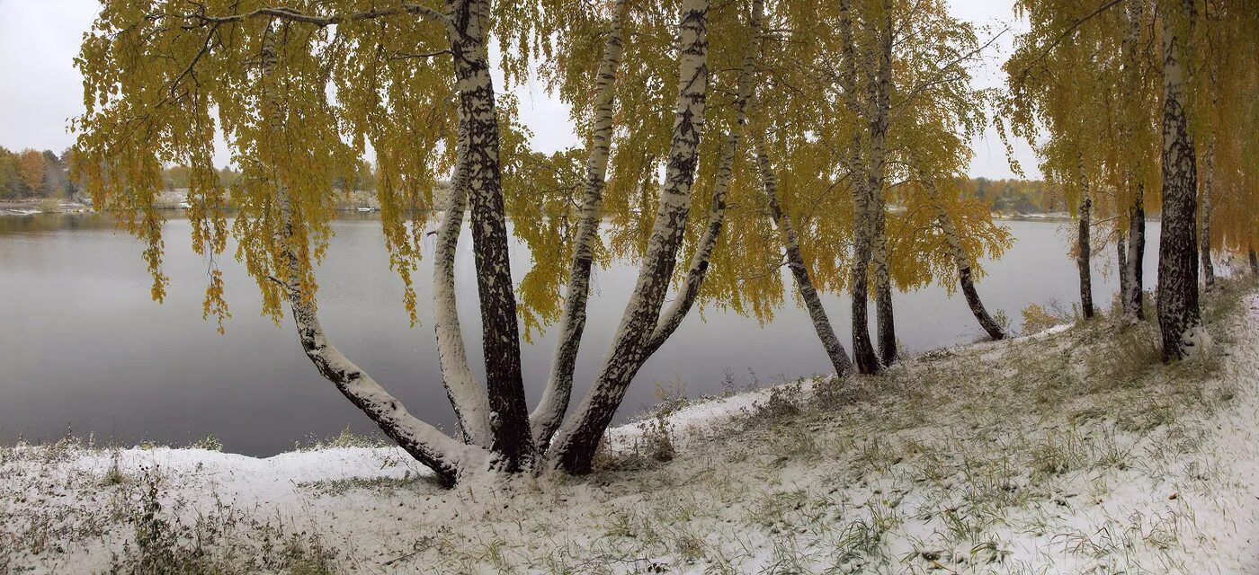 Берёзы первый снег. Береза поздней осенью. Береза в снегу. Береза в ноябре. Березки октябрьский