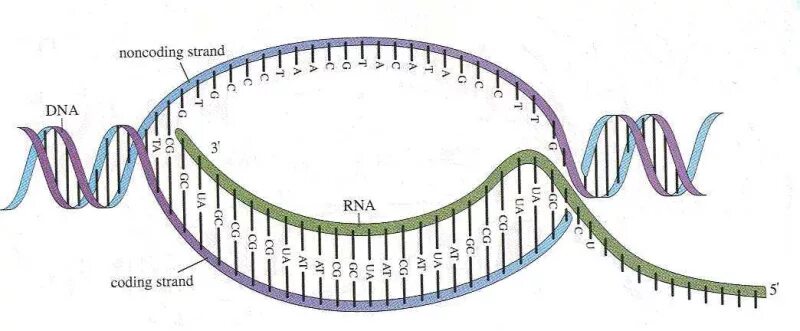 Концы транскрибируемая днк. Транскрипция ДНК схема процесса. Транскрипция ДНК биология. Транскрипция ДНК В биологии схема. Процесс транскрипции ДНК.