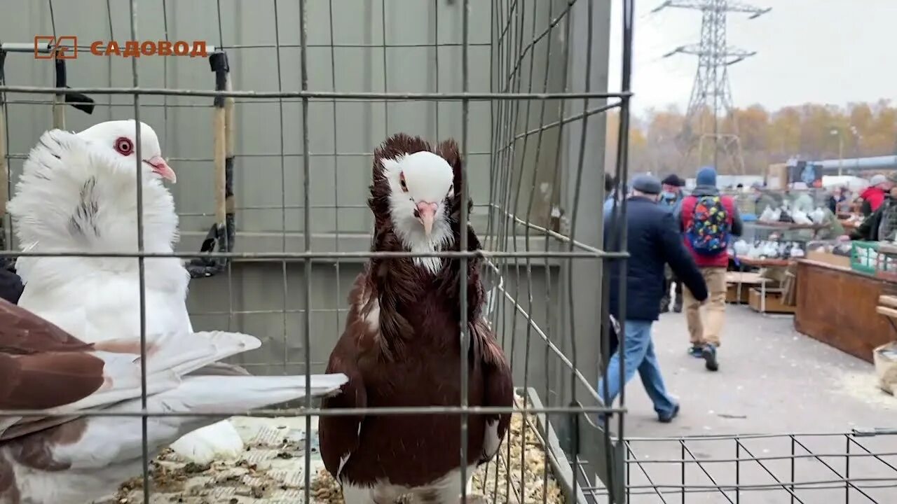 Кропоткин выставка голубей. Птичий рынок голубиный рай. Птичий рынок Садовод голубиный рай. Голубиный рай выставка голубей. Международная выставка голубей.