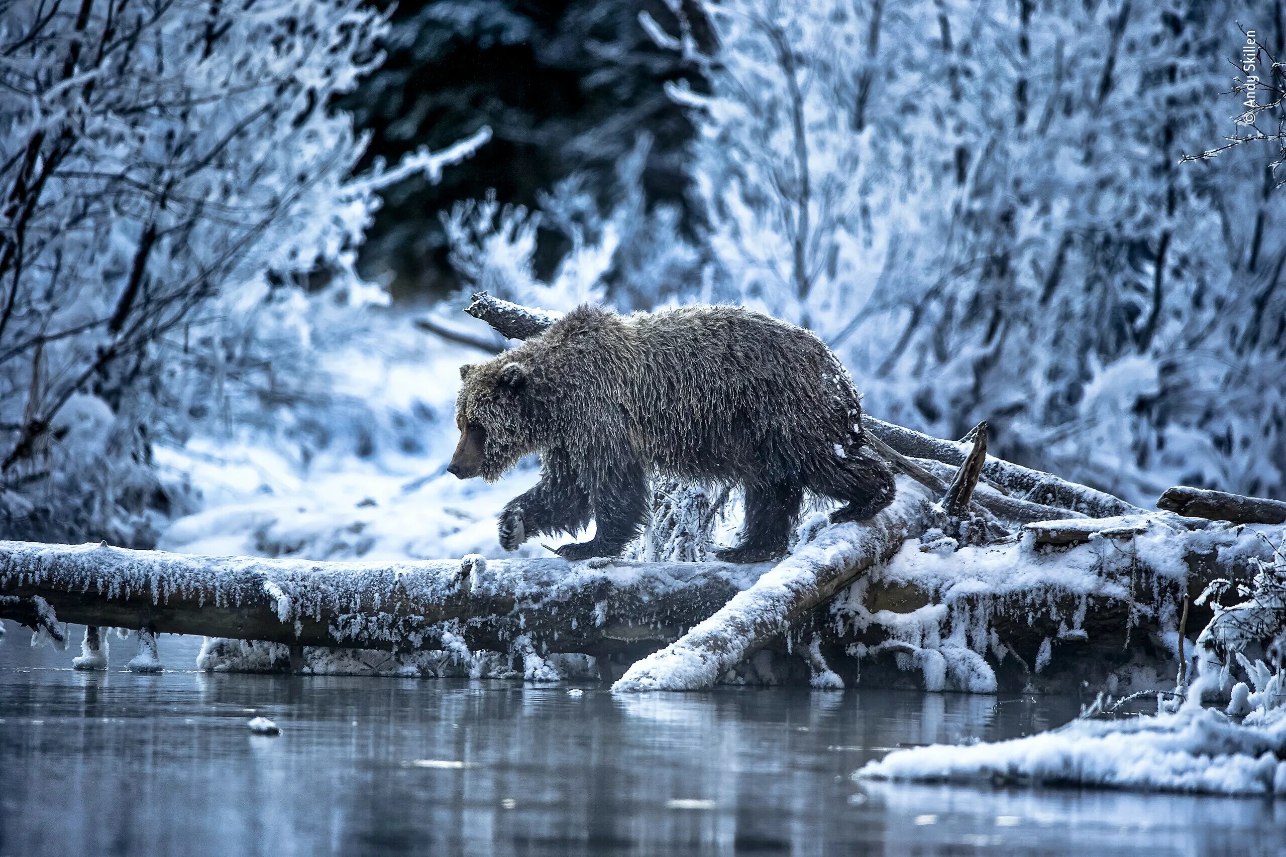 Дикая природа 2021. Конкурс фотографий природа. Дикая природа 2021. Дикая природа 2021. Лев под дождем.
