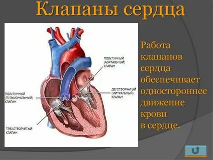 Сколько клапанов имеет