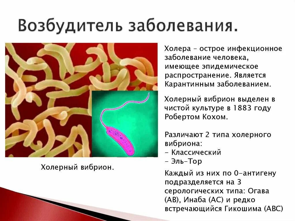 Известно что холерный вибрион вид подвижных. Возбудитель холеры вибрион Коха. Холерный вибрион, спирохеты. Возбудитель холеры бациллы. Инфекционные заболевания холера.