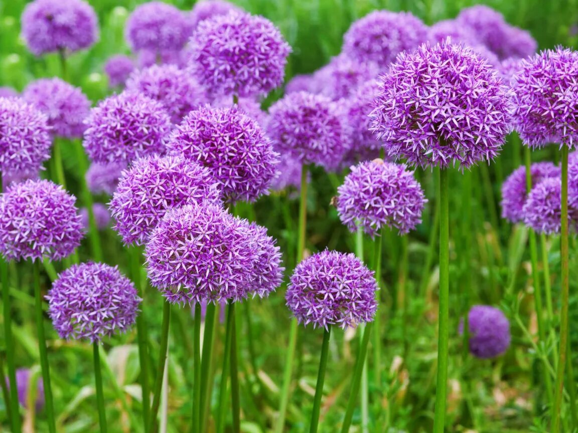 Дикий лук название. Лук скорода шнитт. Allium schoenoprasum лук скорода. Лук шнитт (Allium schoenoprasum). Аллиум Purple Sensation.